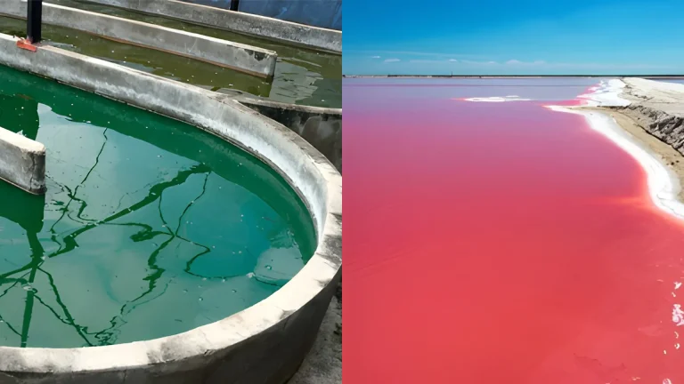 Vita Spirulina Dakhla
